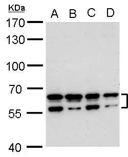 CDYL2 Antibody