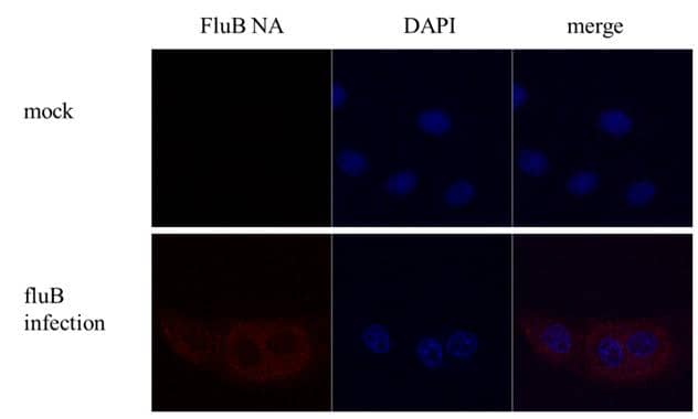 Influenza B Virus Neuraminidase Antibody
