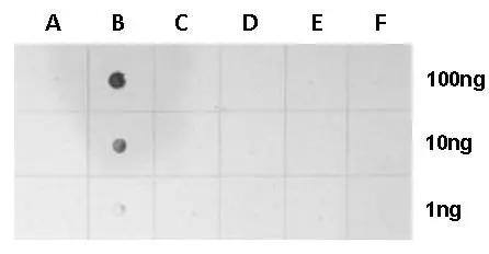 H2A [ac Lys5] Antibody