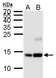 H2A [ac Lys5] Antibody