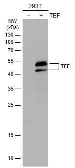 Tef Antibody