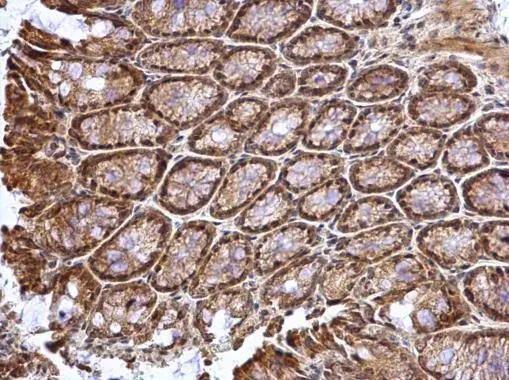 ATOH7 Antibody