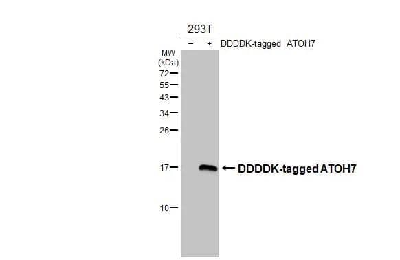 ATOH7 Antibody
