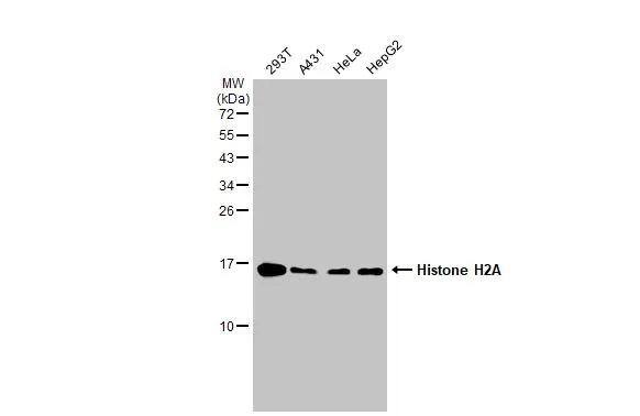 H2A Antibody