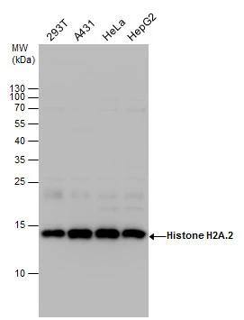 H2A Antibody