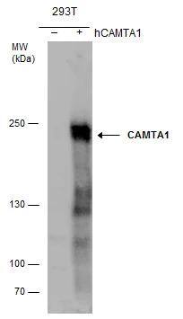 CAMTA1 Antibody