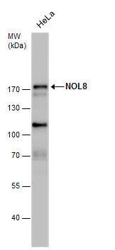 NOL8 Antibody
