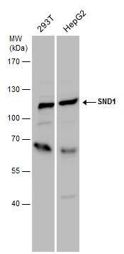 SND1 Antibody