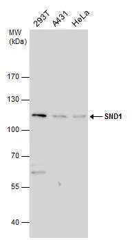 SND1 Antibody