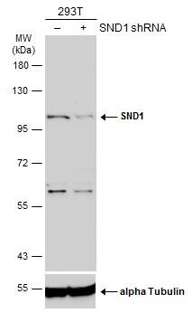 SND1 Antibody