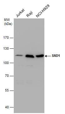 SND1 Antibody