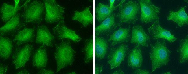 GNPDA2 Antibody