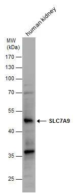 SLC7A9 Antibody