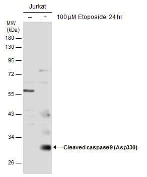 active/cleaved Caspase-9 Antibody