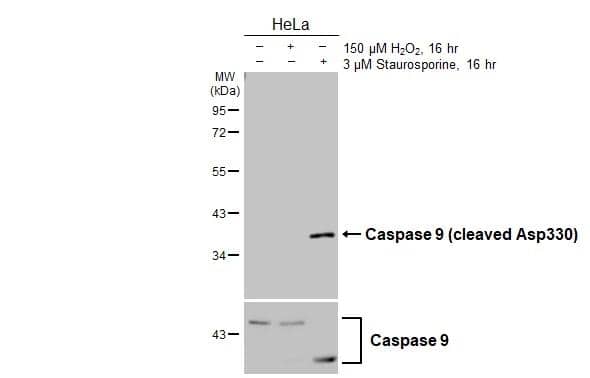 active/cleaved Caspase-9 Antibody