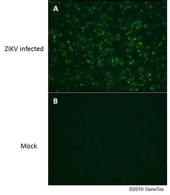 Zika Virus NS1 Antibody