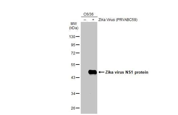 Zika Virus NS1 Antibody