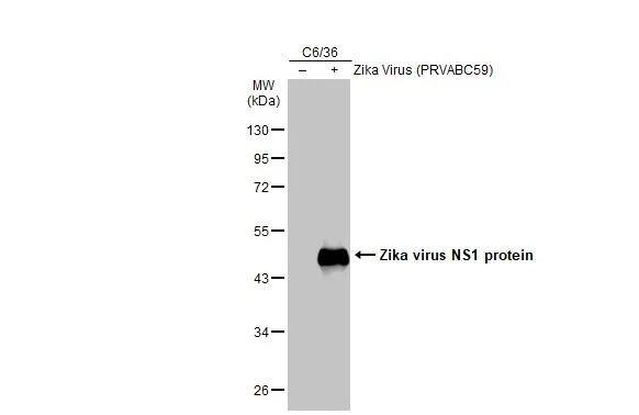 Zika Virus NS1 Antibody