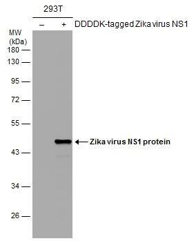Zika Virus NS1 Antibody