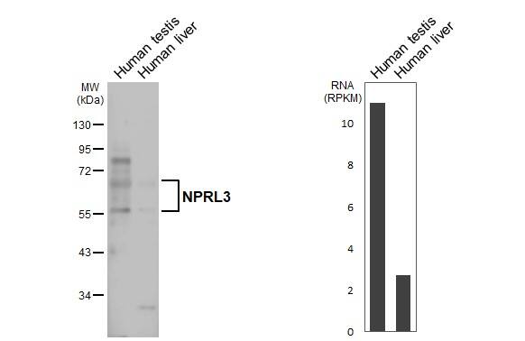NPRL3 Antibody
