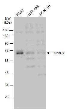 NPRL3 Antibody