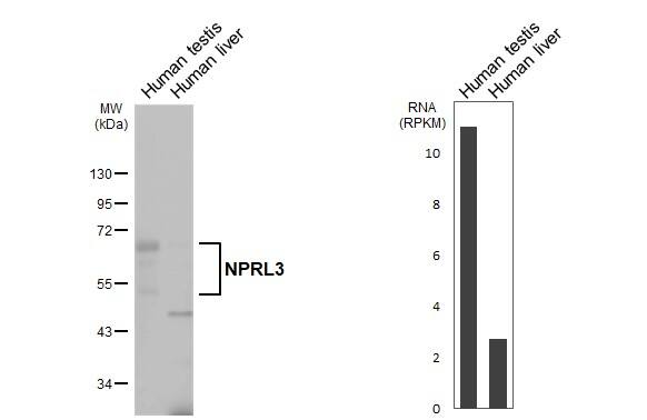 NPRL3 Antibody