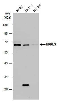 NPRL3 Antibody