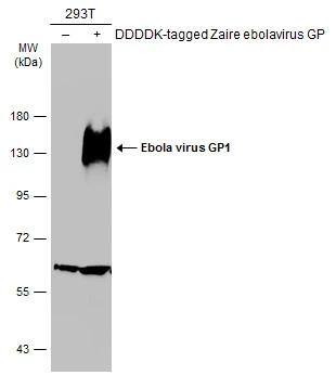 EBOV GP1 Antibody