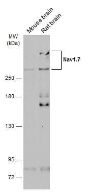 Nav1.7 Antibody