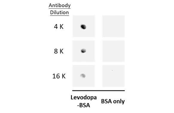 L-DOPA Antibody