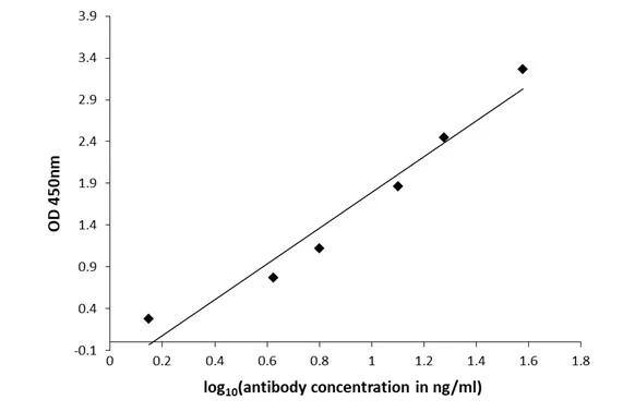 L-DOPA Antibody