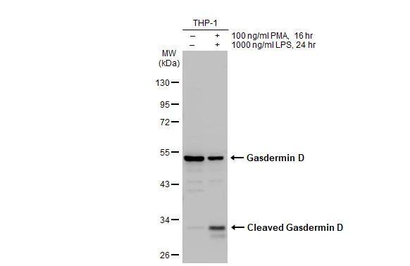 GSDMDC1 Antibody
