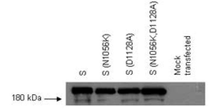 SARS Spike Protein Antibody (7G12)