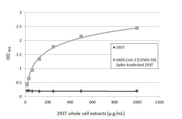 SARS Spike Protein Antibody (1A9)