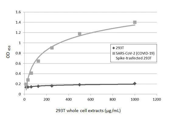 SARS Spike Protein Antibody (1A9)