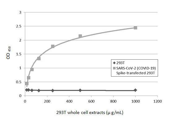 SARS Spike Protein Antibody (1A9)