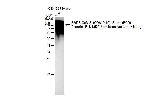 SARS Spike Protein Antibody (1A9)