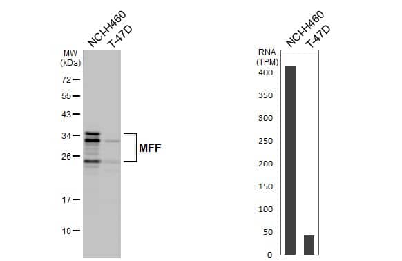 MFF Antibody (HL1312)