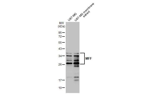 MFF Antibody (HL1312)