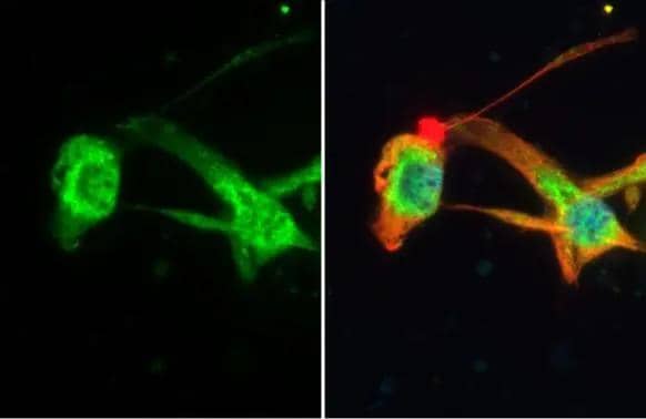 MFF Antibody (HL1313)