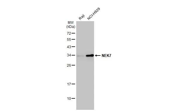 NEK7 Antibody (HL1349)