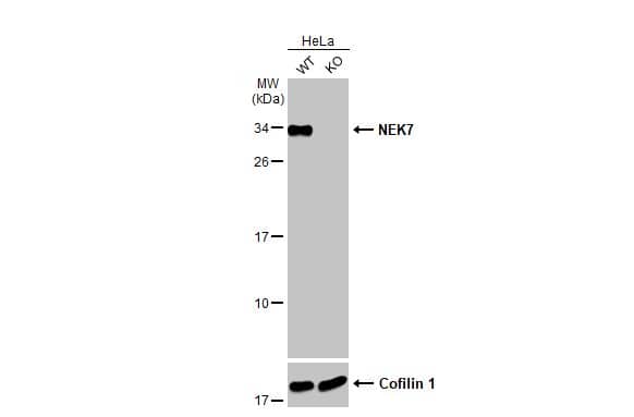 NEK7 Antibody (HL1349)