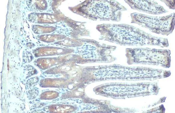 PDE6D Antibody (HL1359)