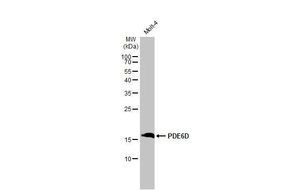 PDE6D Antibody (HL1359)