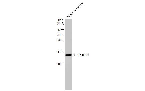 PDE6D Antibody (HL1359)