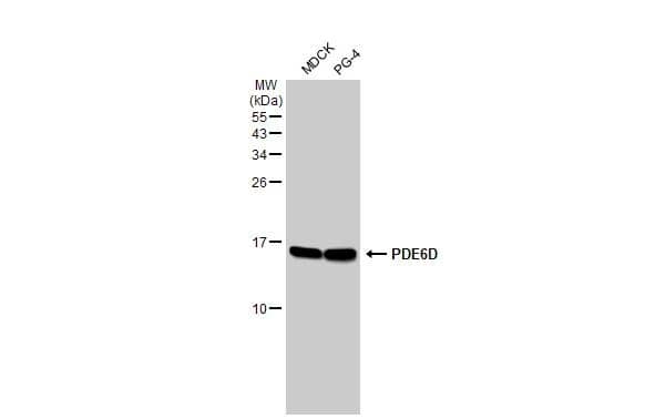 PDE6D Antibody (HL1359)