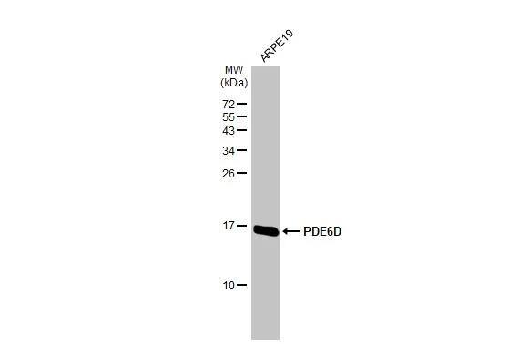 PDE6D Antibody (HL1359)