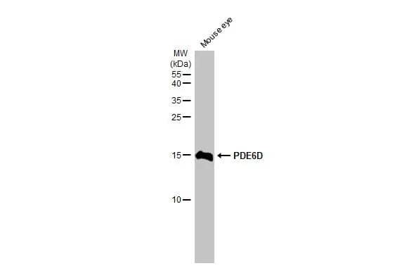 PDE6D Antibody (HL1359)