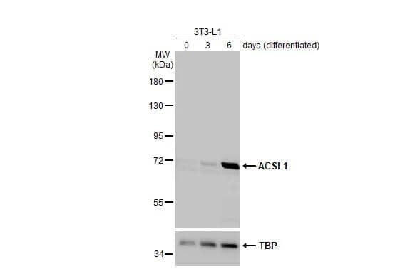 ACSL1 Antibody (HL1651)