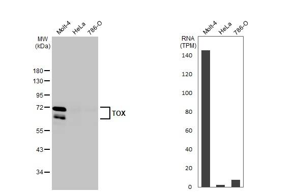TOX Antibody (HL1809)